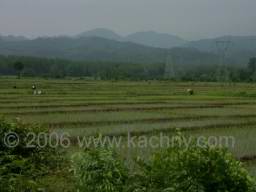 PICT7119 ryzova pole jsou vsude.jpg